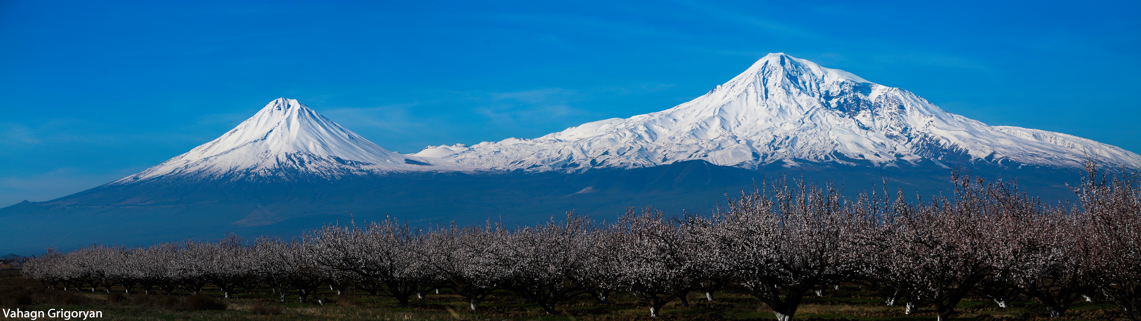 Mount Ararat rising above blossoming apricot orchards